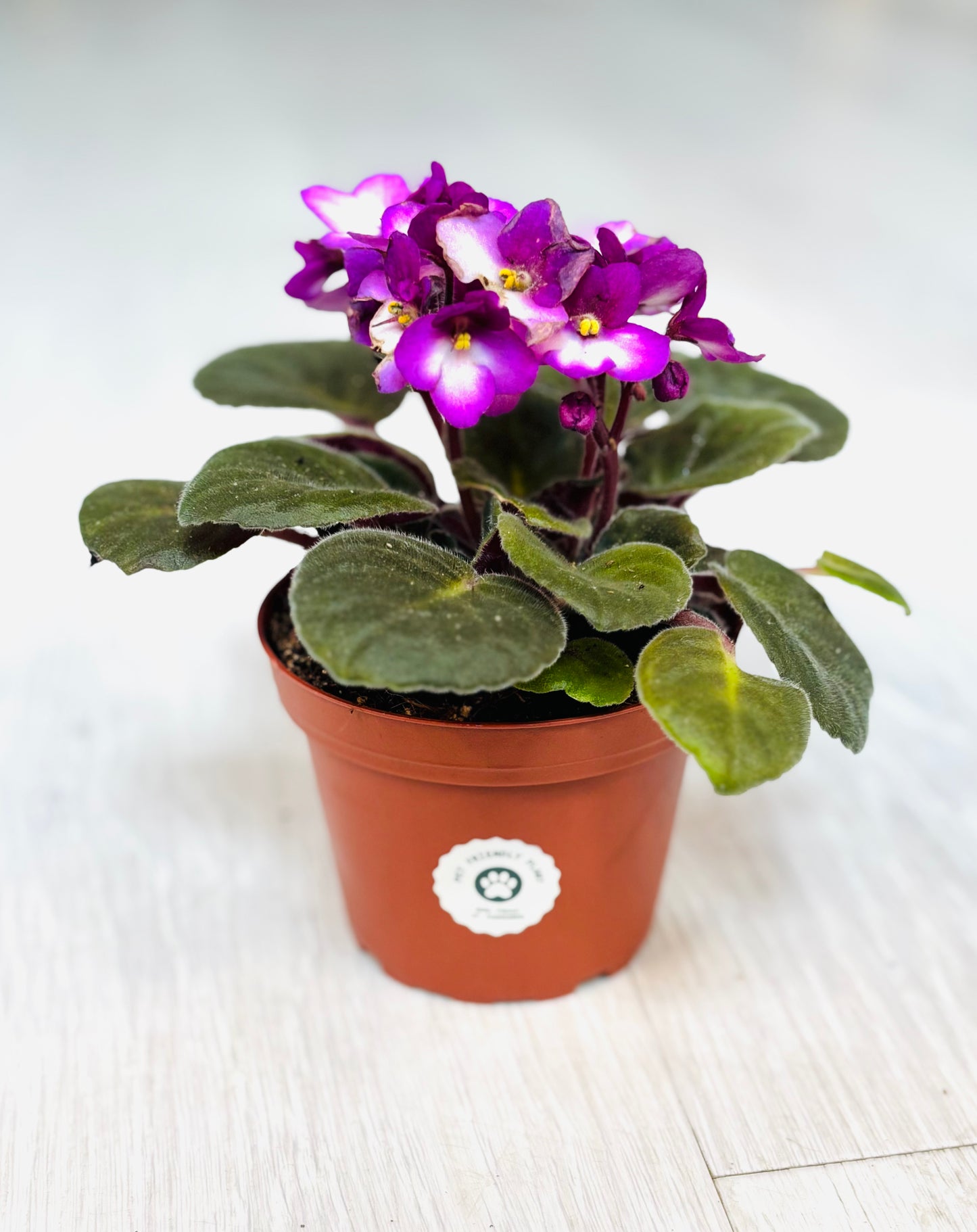 African Violet