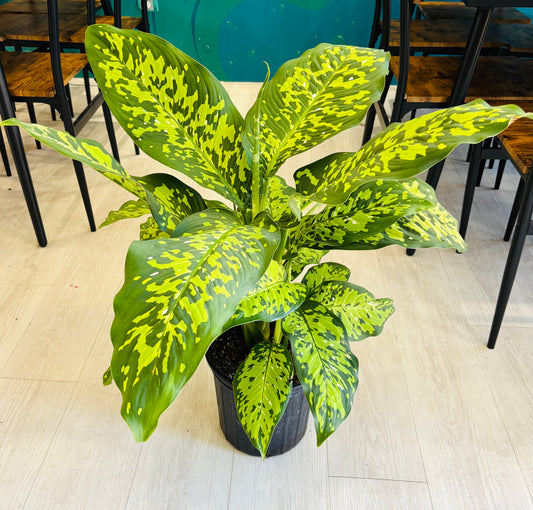 Dieffenbachia Reflector