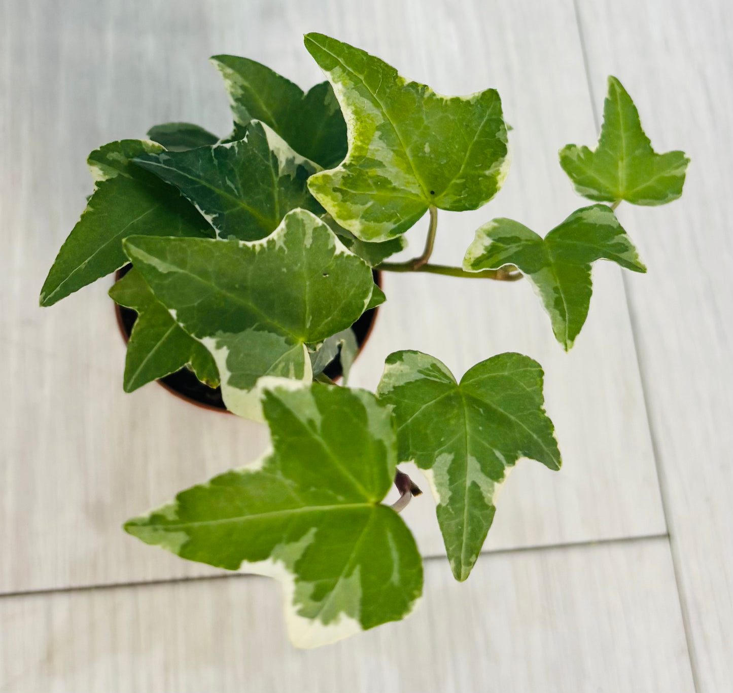 Houseplants - Assorted 2"