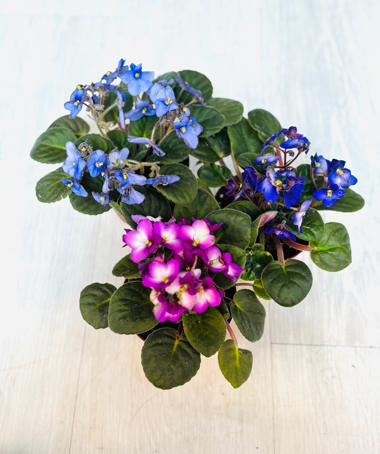 African Violet
