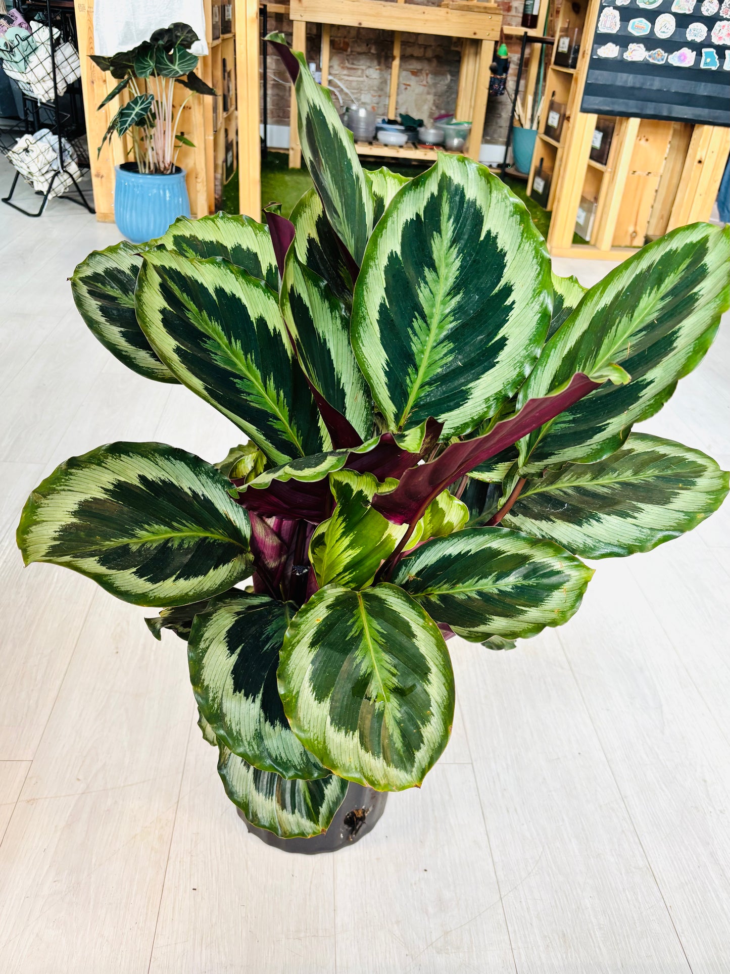 Medallion Calathea