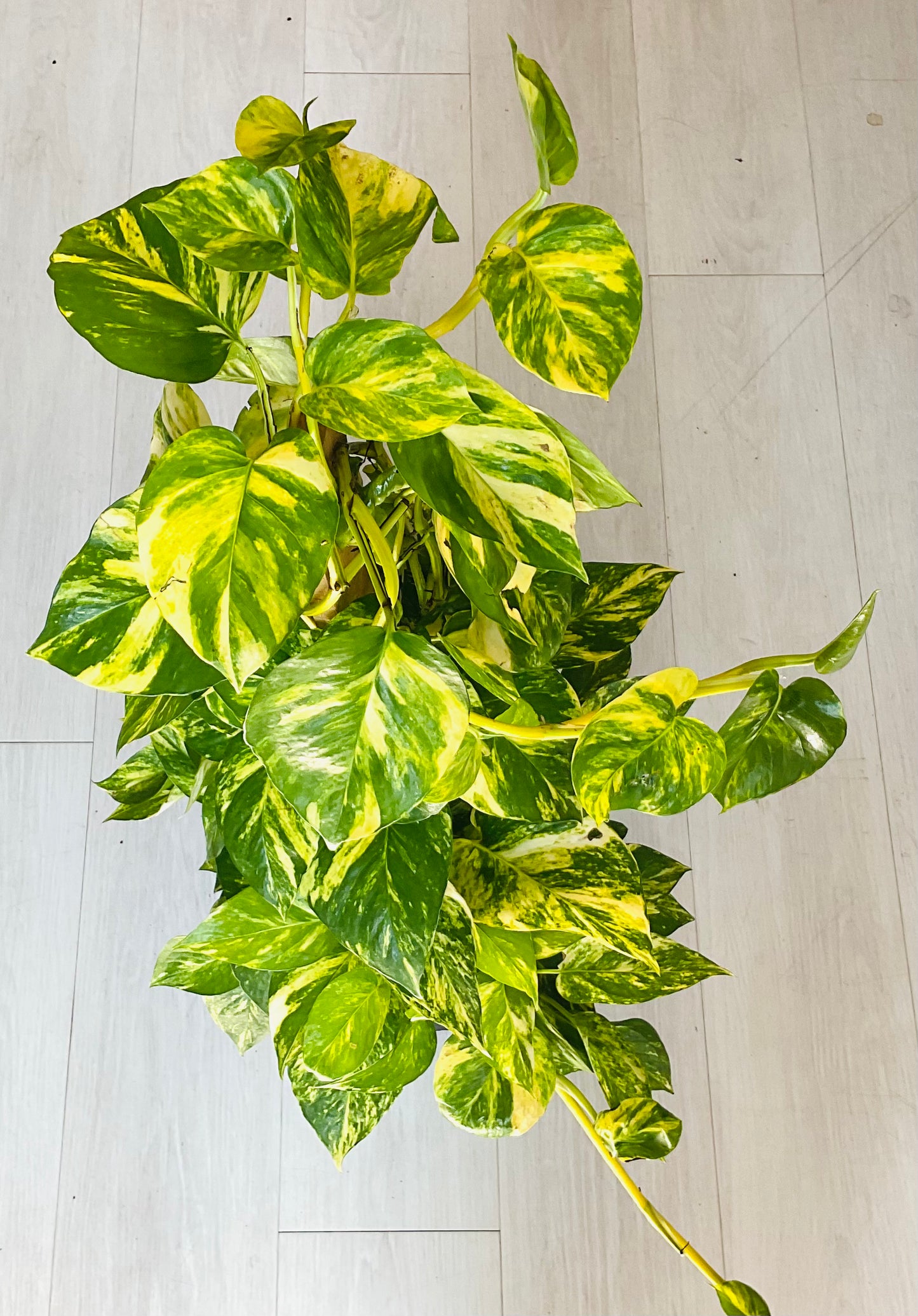 Golden Pothos