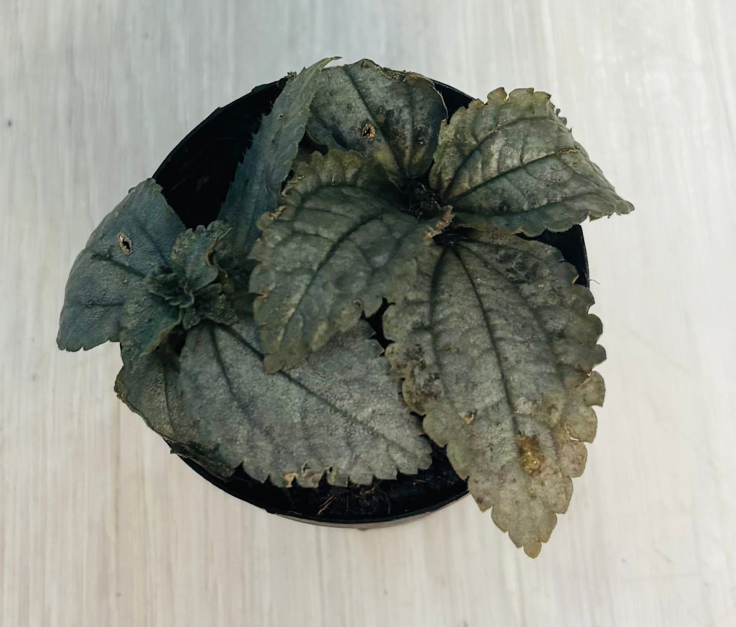 Houseplants - Assorted 2"