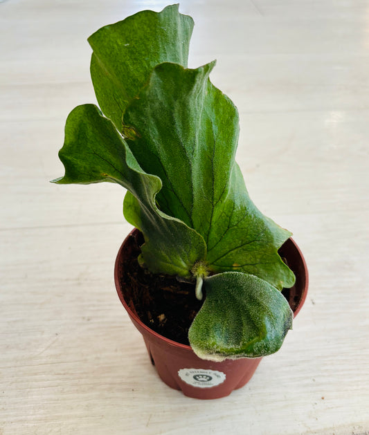 Elephant Ear Staghorn Fern