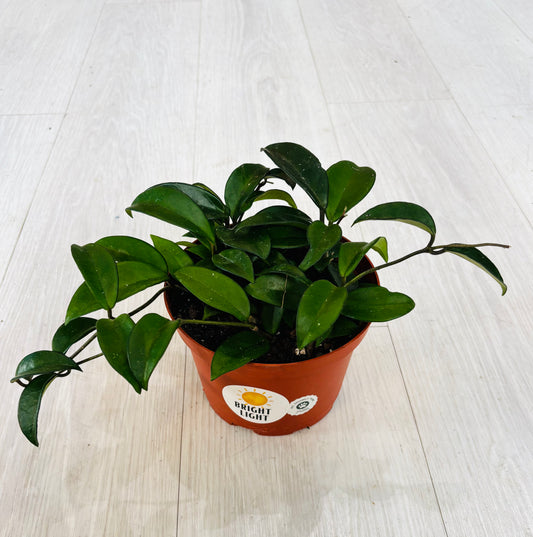 Carnosa Hoya