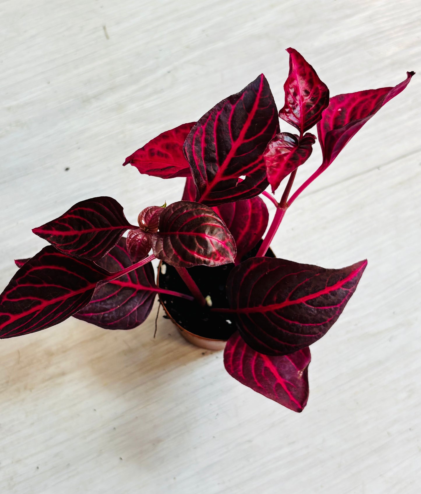 Houseplants - Assorted 2"