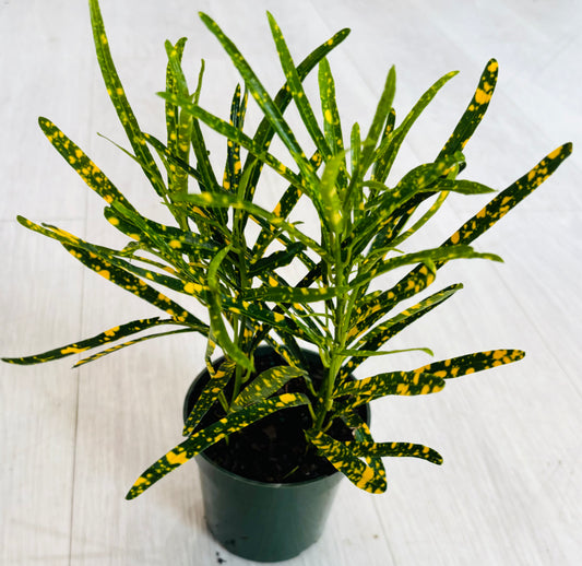 Gold Dust Croton