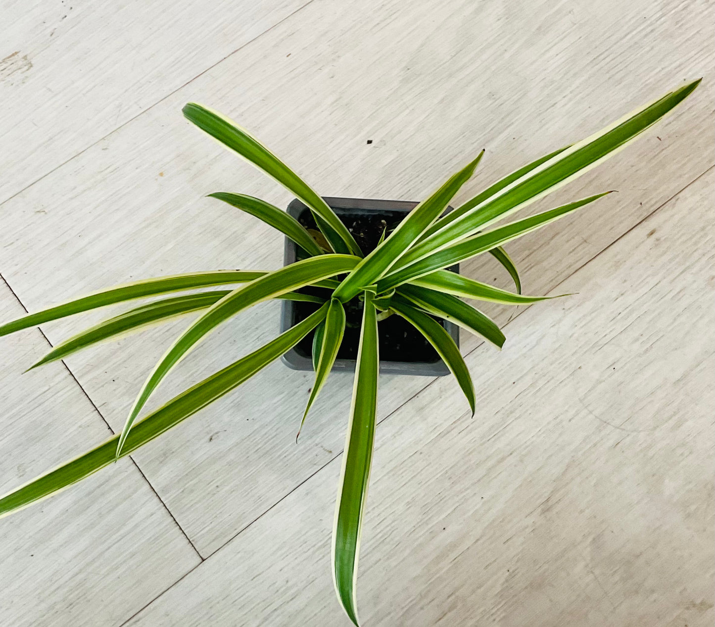 Houseplants - Assorted 3"