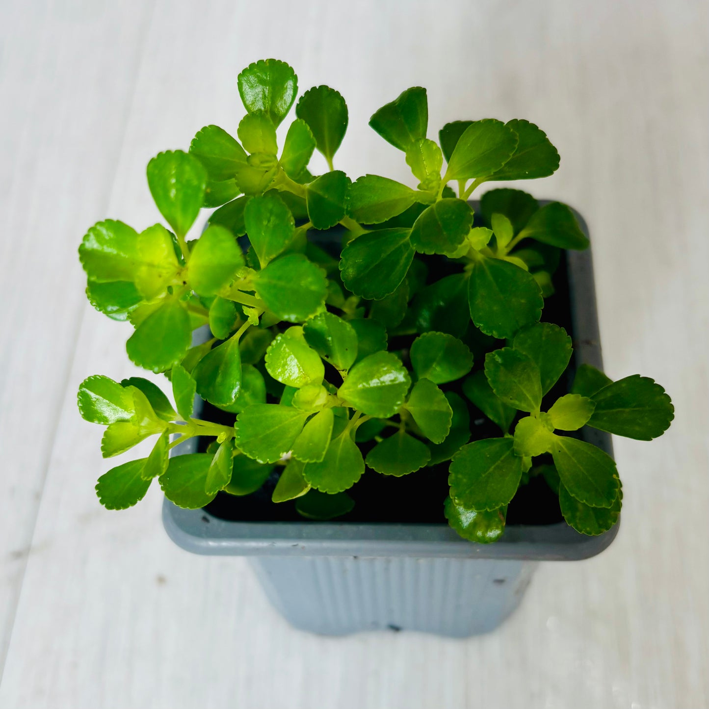 Houseplants - Assorted 3"