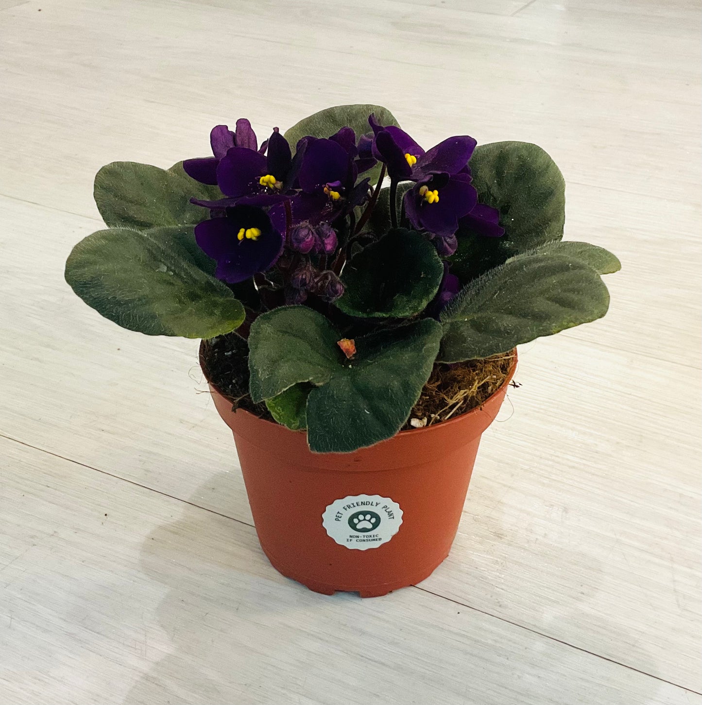 African Violet