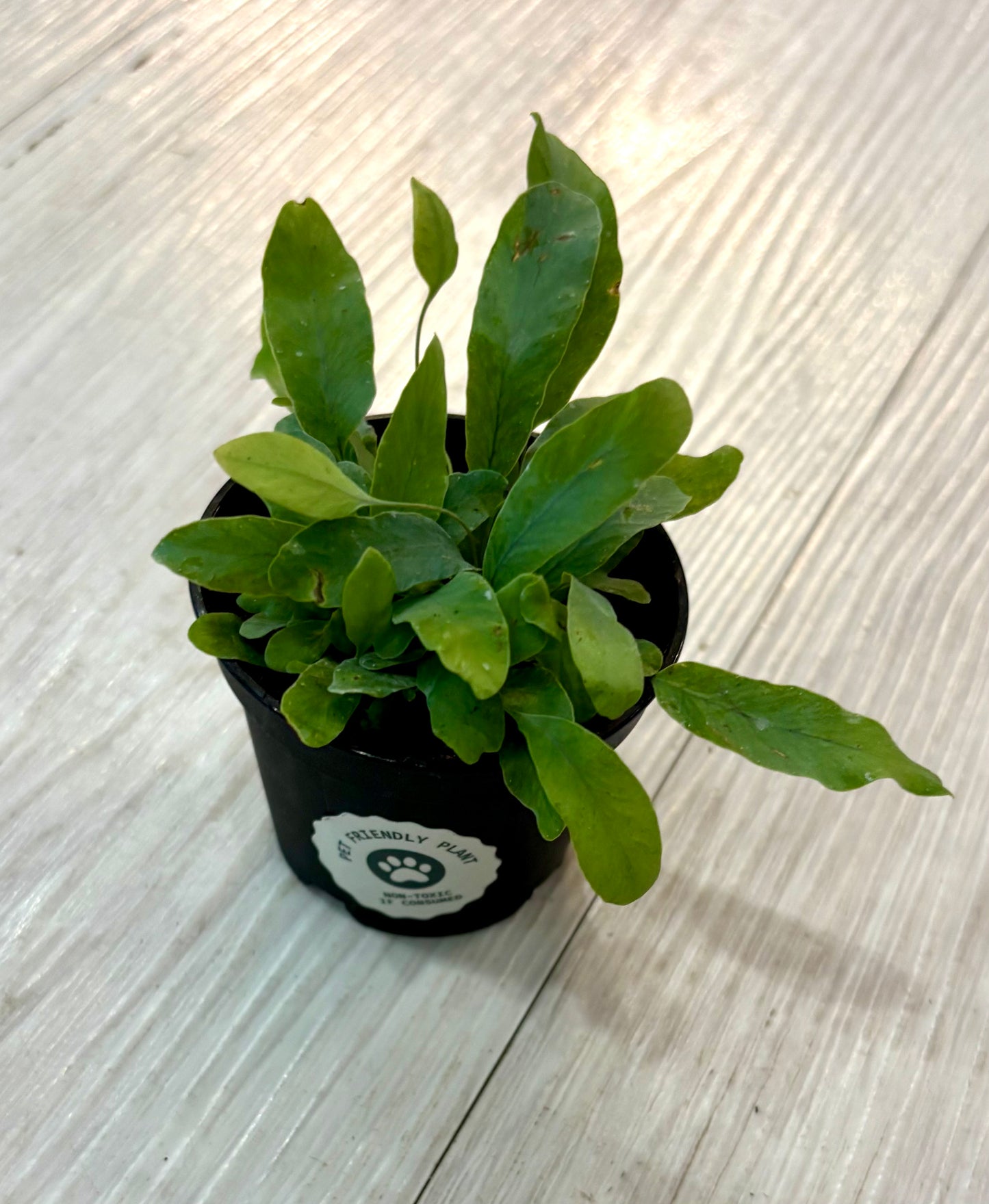 Houseplants - Assorted 2"