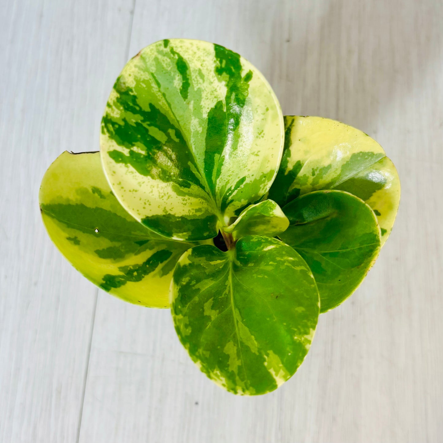 Houseplants - Assorted 2"