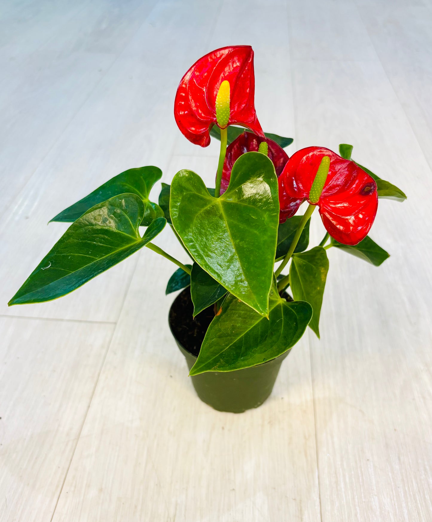 Dutch Anthurium
