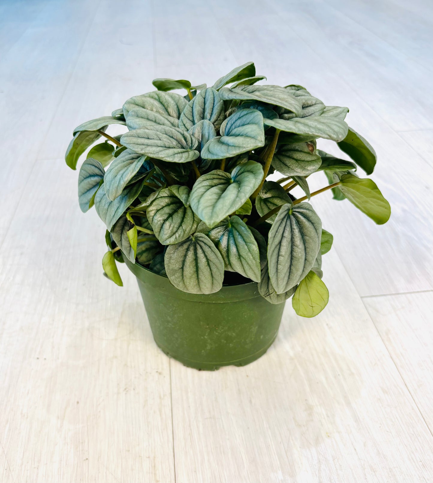 Frost Peperomia