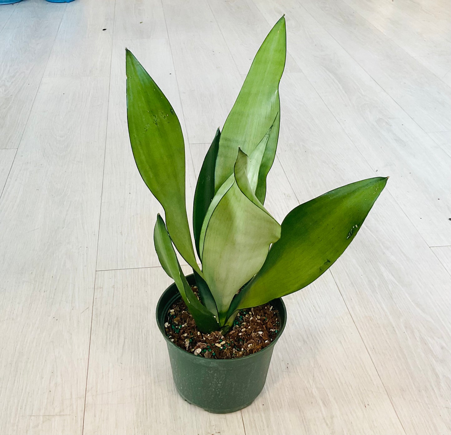 Moonshine Snake Plant