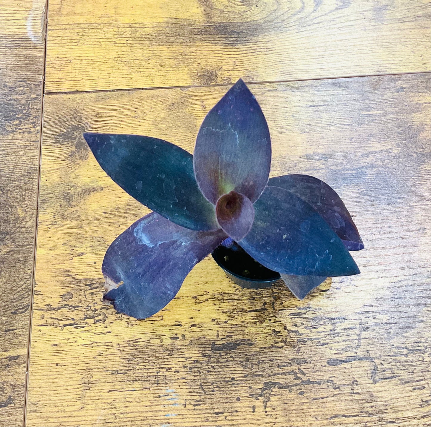 Houseplants - Assorted 2"