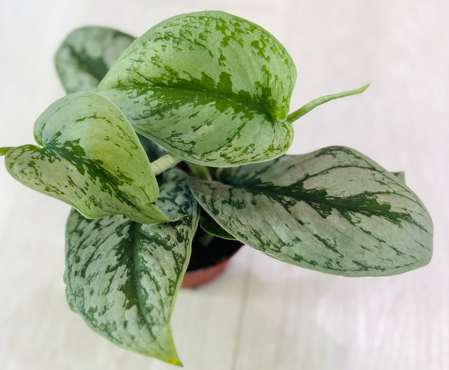 Scindapsus Pictus Exotica