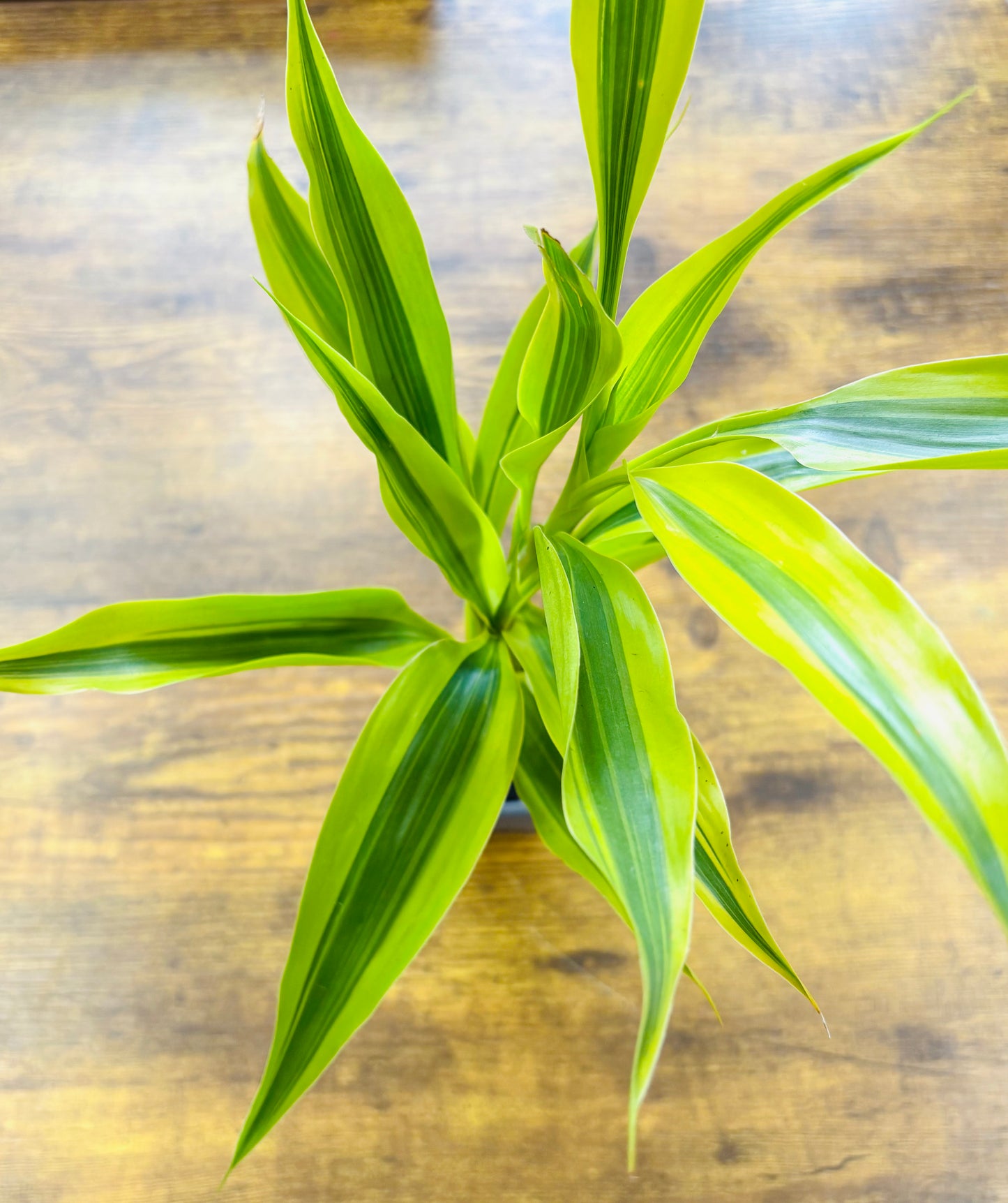 Houseplants - Assorted 3"