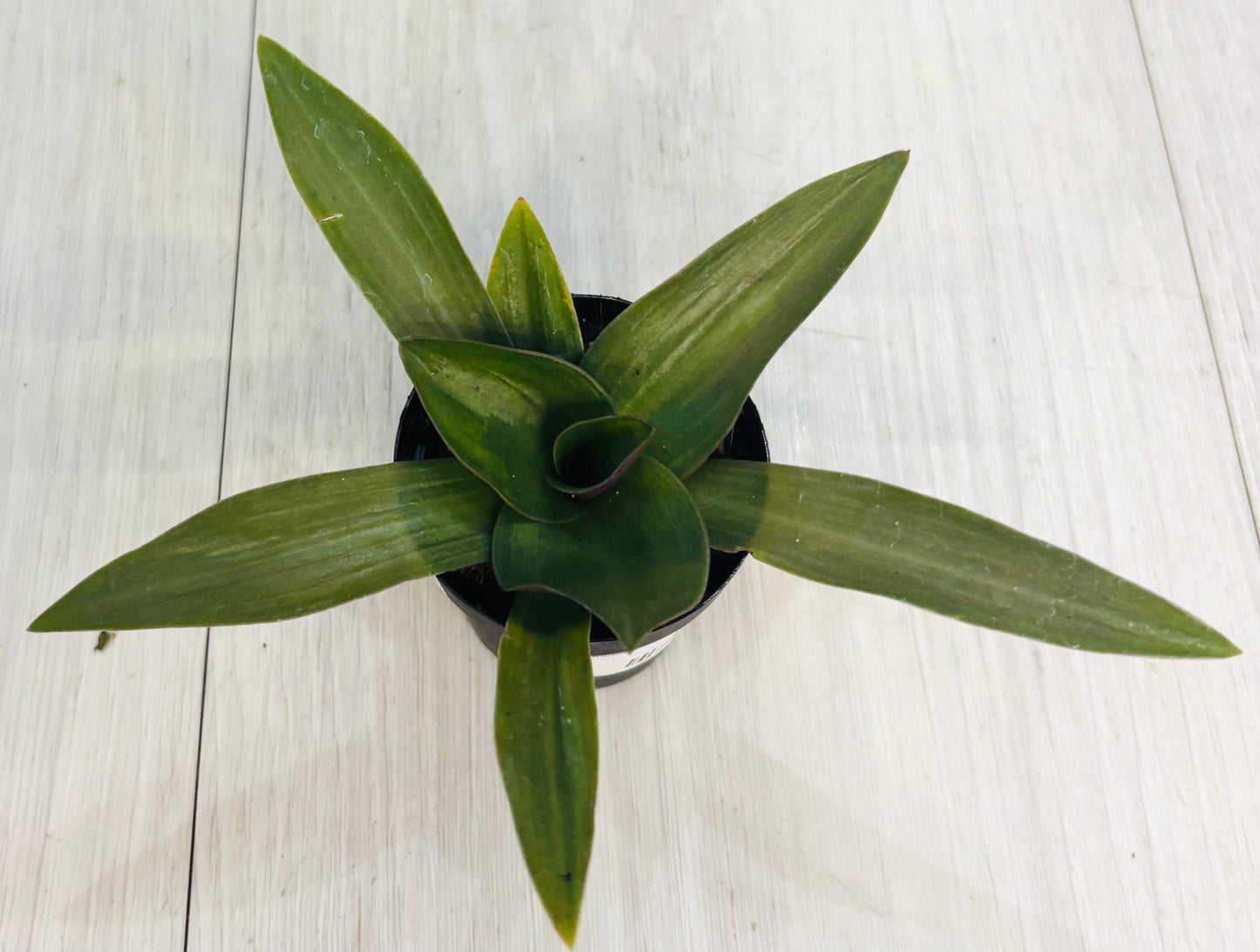 Houseplants - Assorted 2"