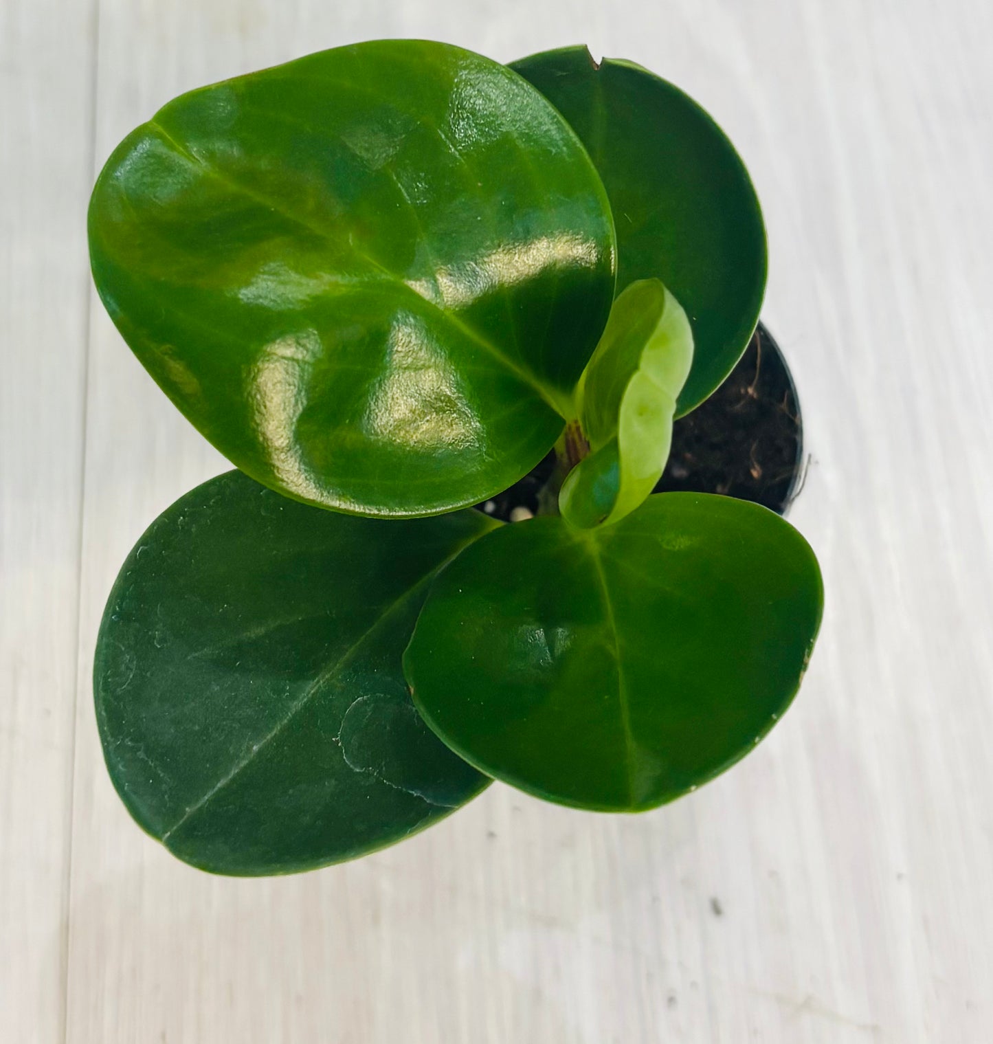 Houseplants - Assorted 2"