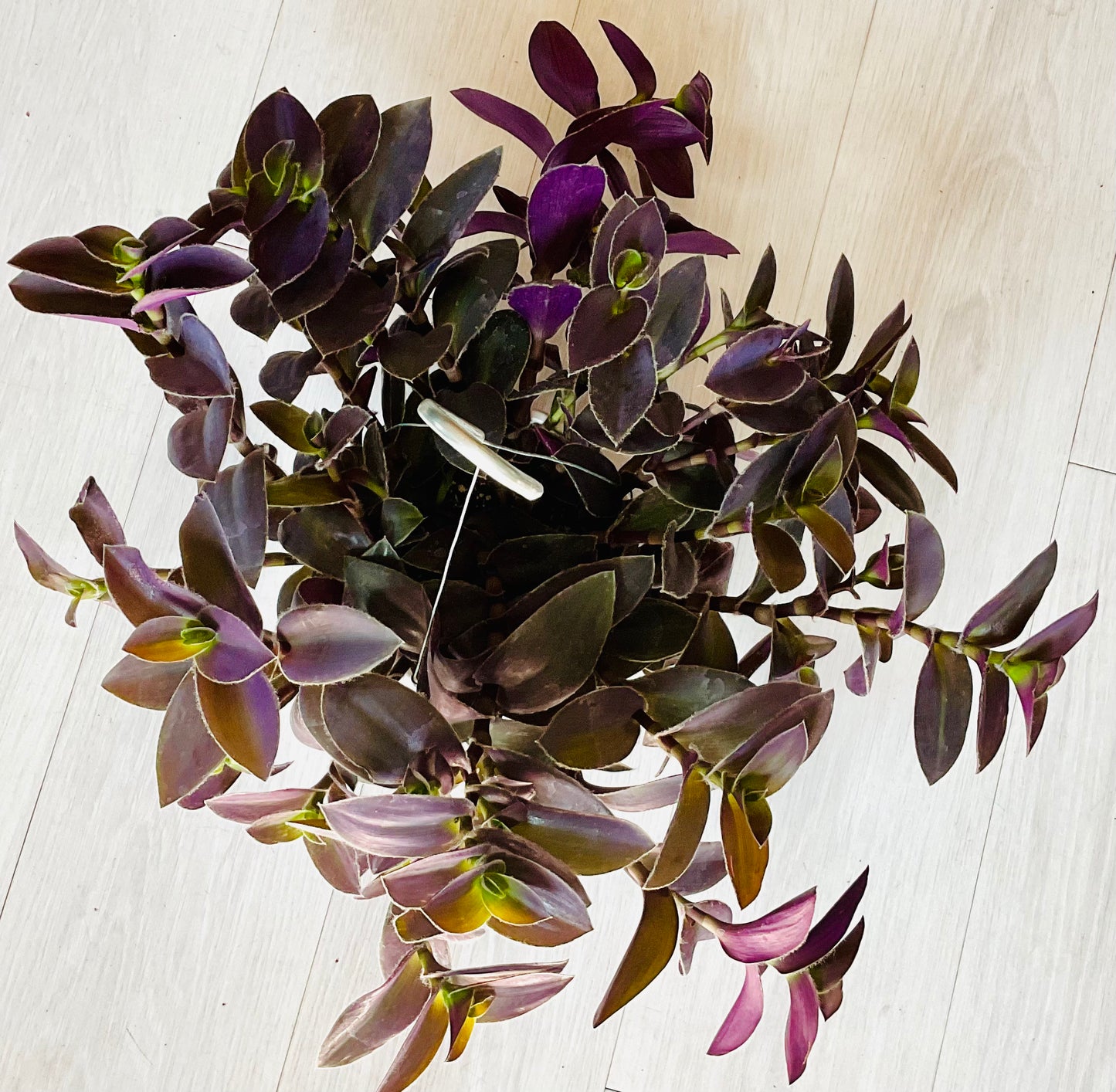 Tradescantia Purple Heart