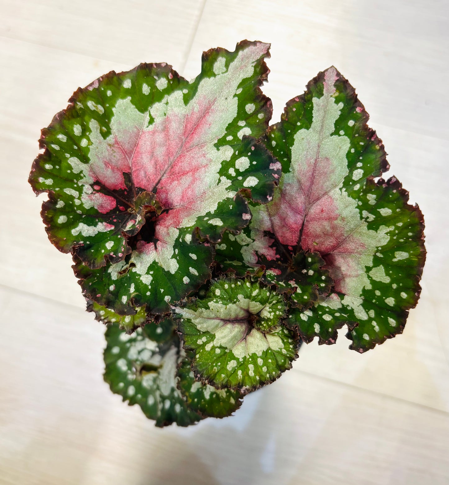 Rex Begonia