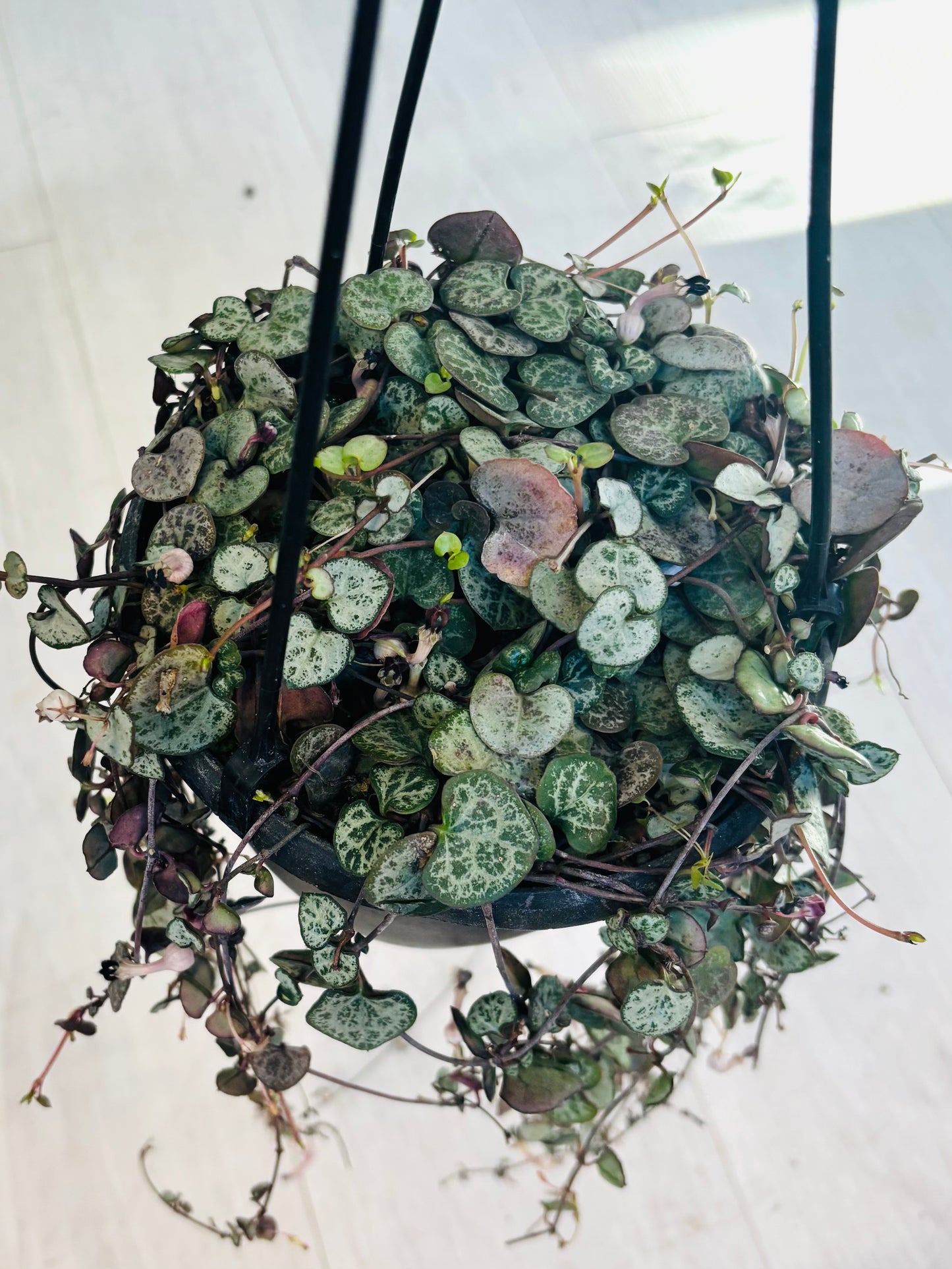 Silver String of Hearts