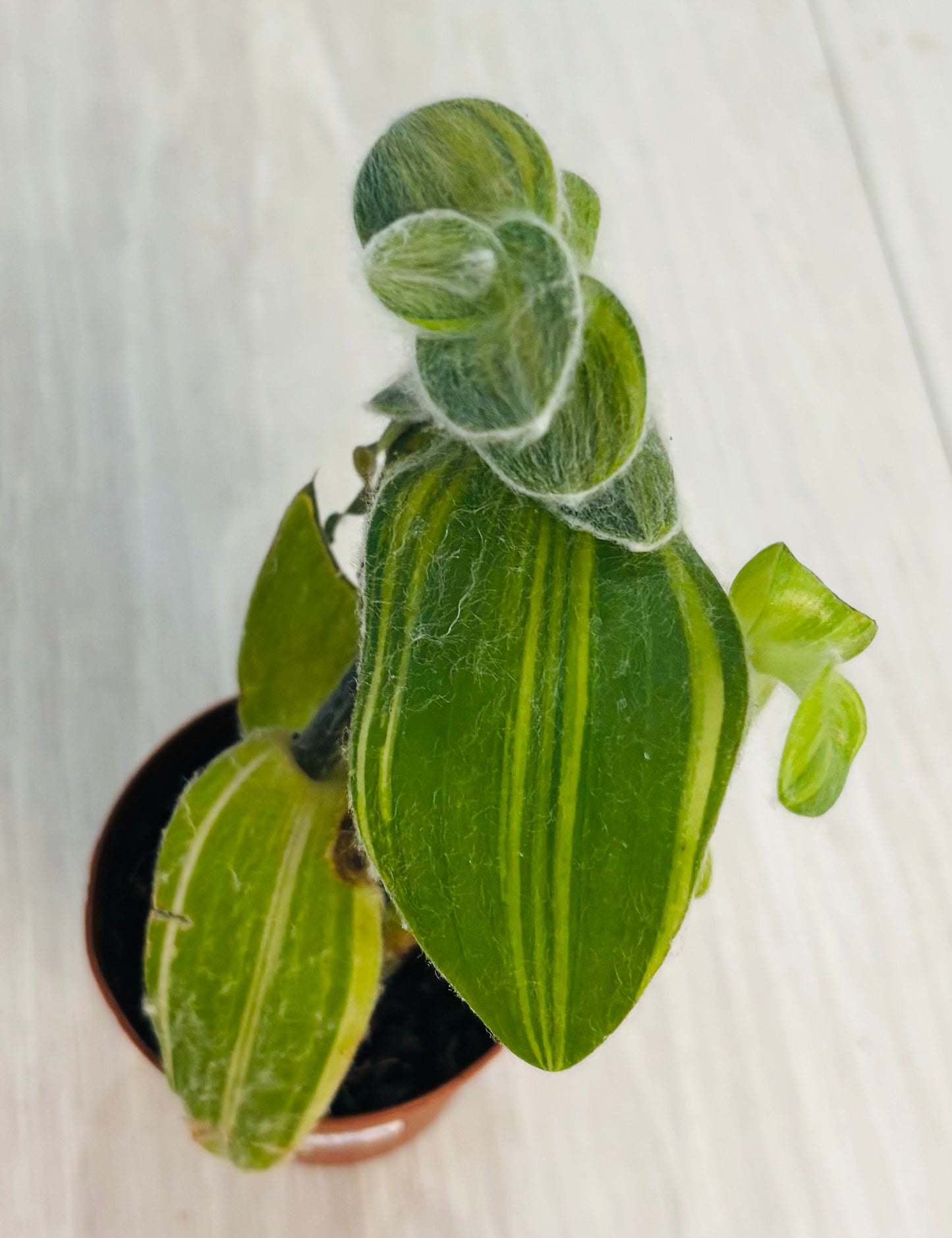 Houseplants - Assorted 2"