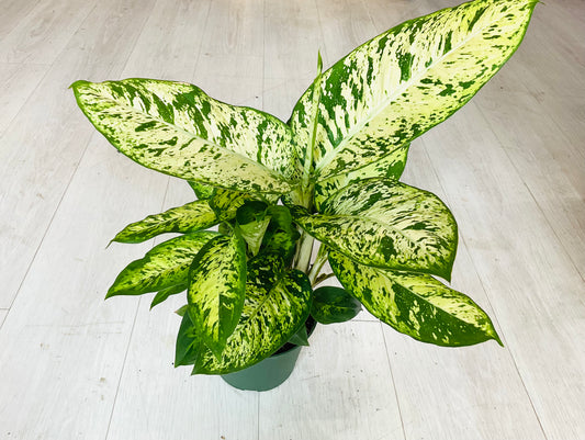 Dieffenbachia Sublime 6"