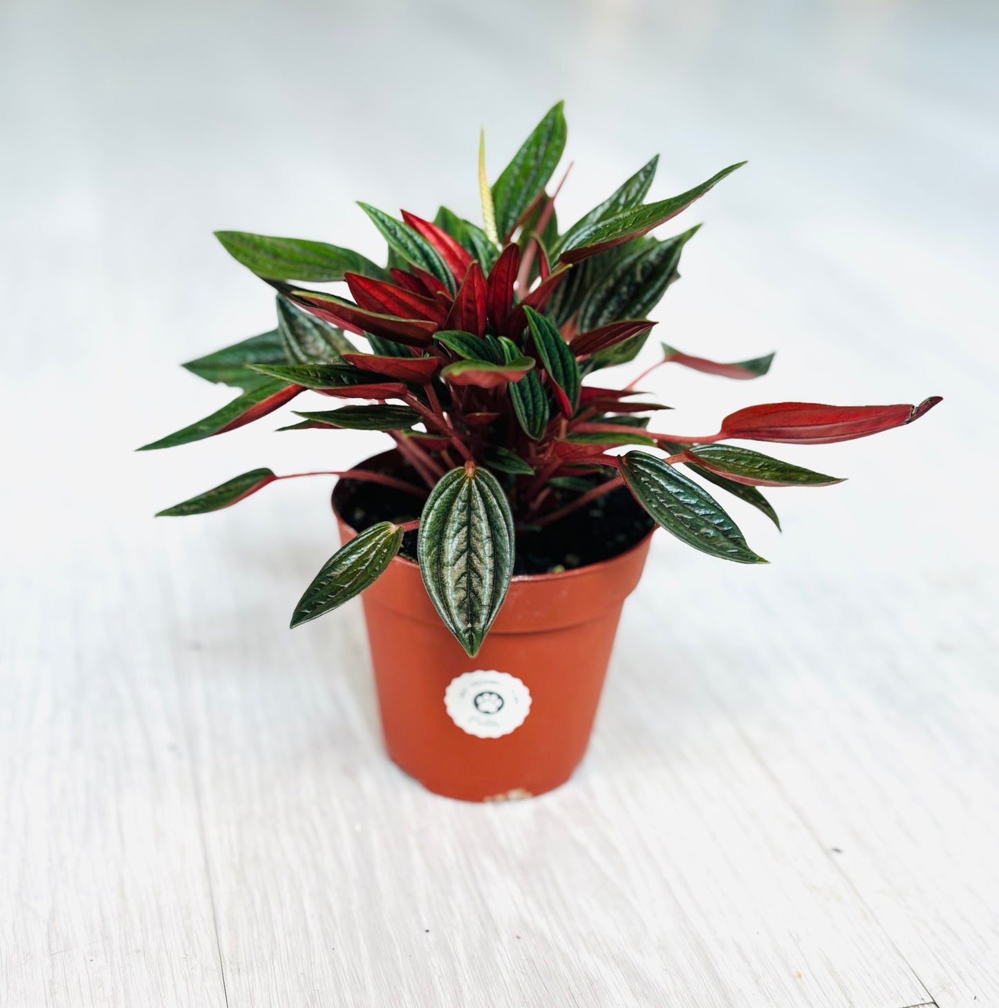 Rosso Peperomia