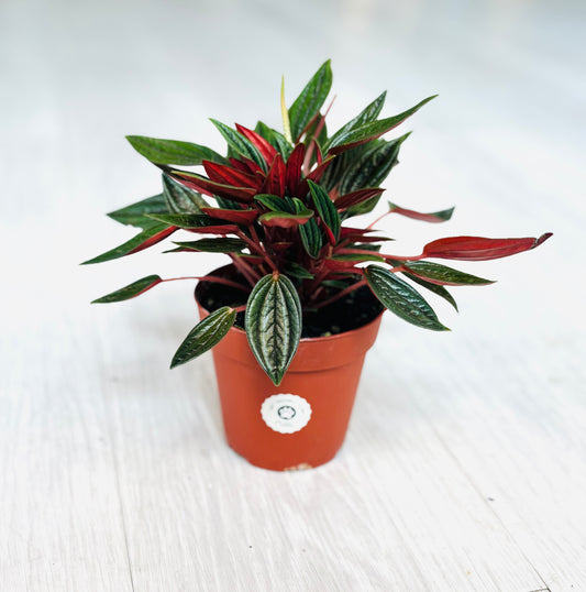 Rosso Peperomia