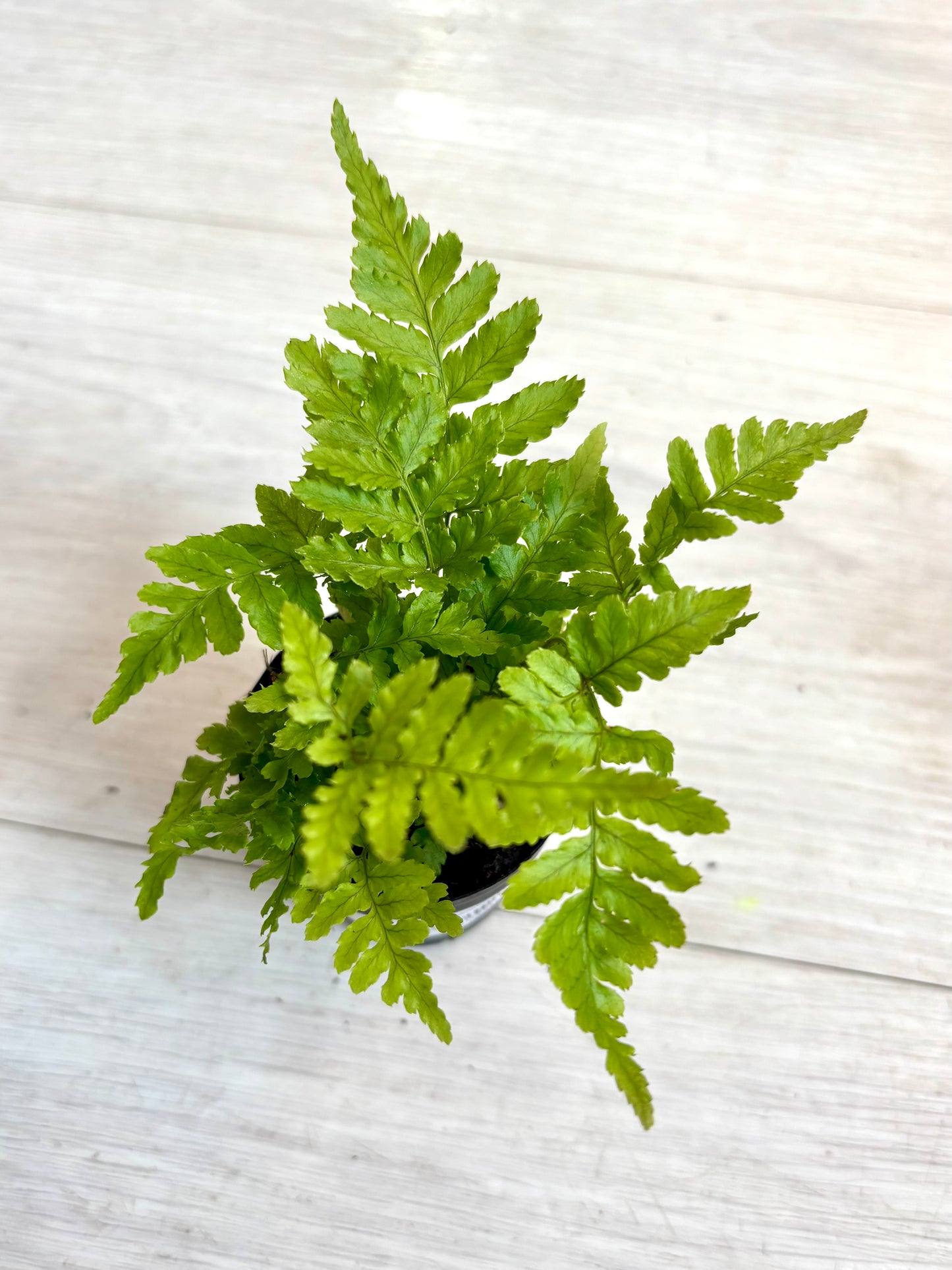 Houseplants - Assorted 2"