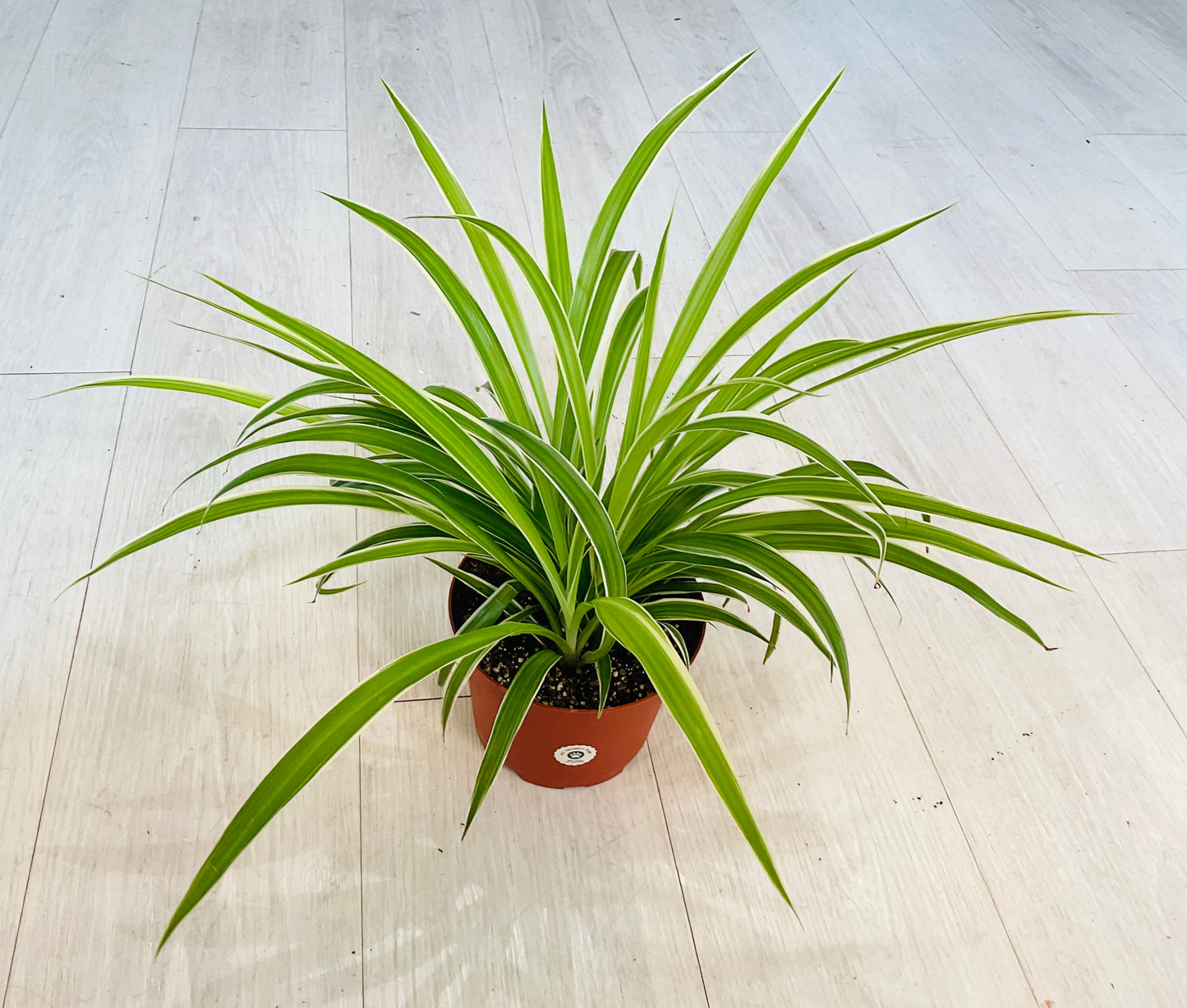 Spider Plant