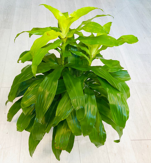Dracaena Limelight 8"