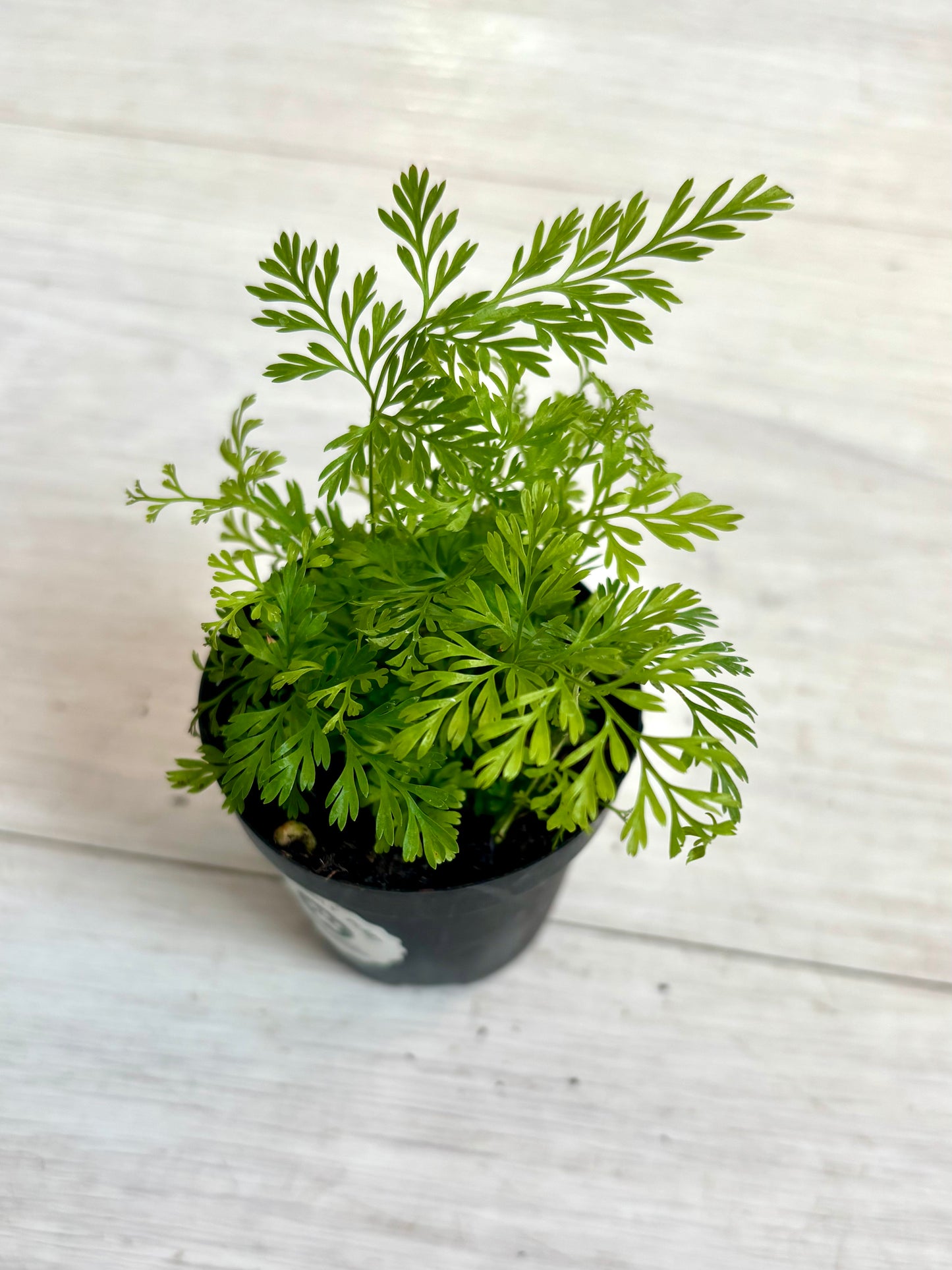 Houseplants - Assorted 2"