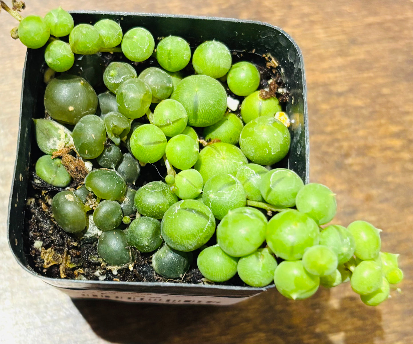 Succulents - Assorted 2”