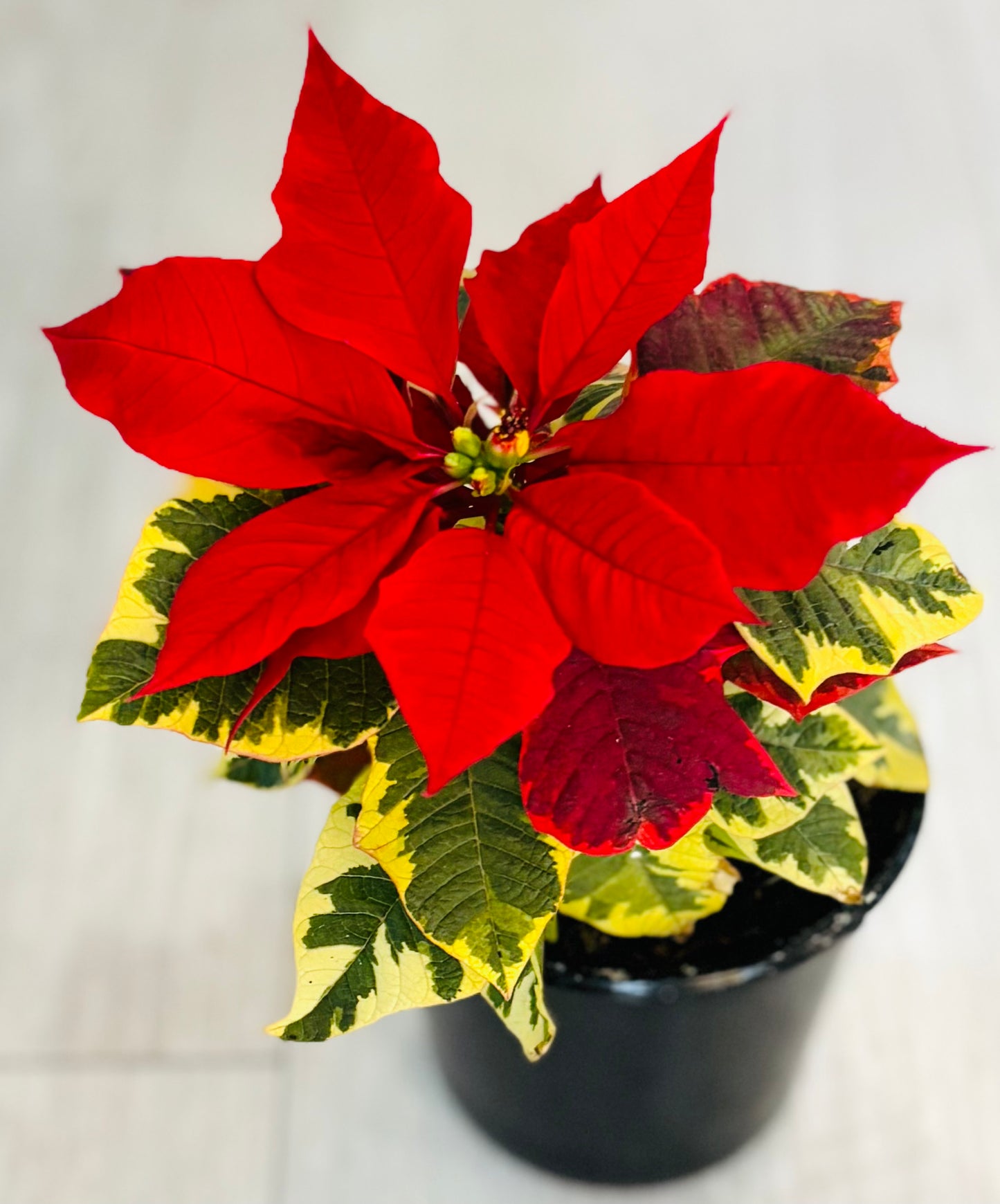 Poinsettia