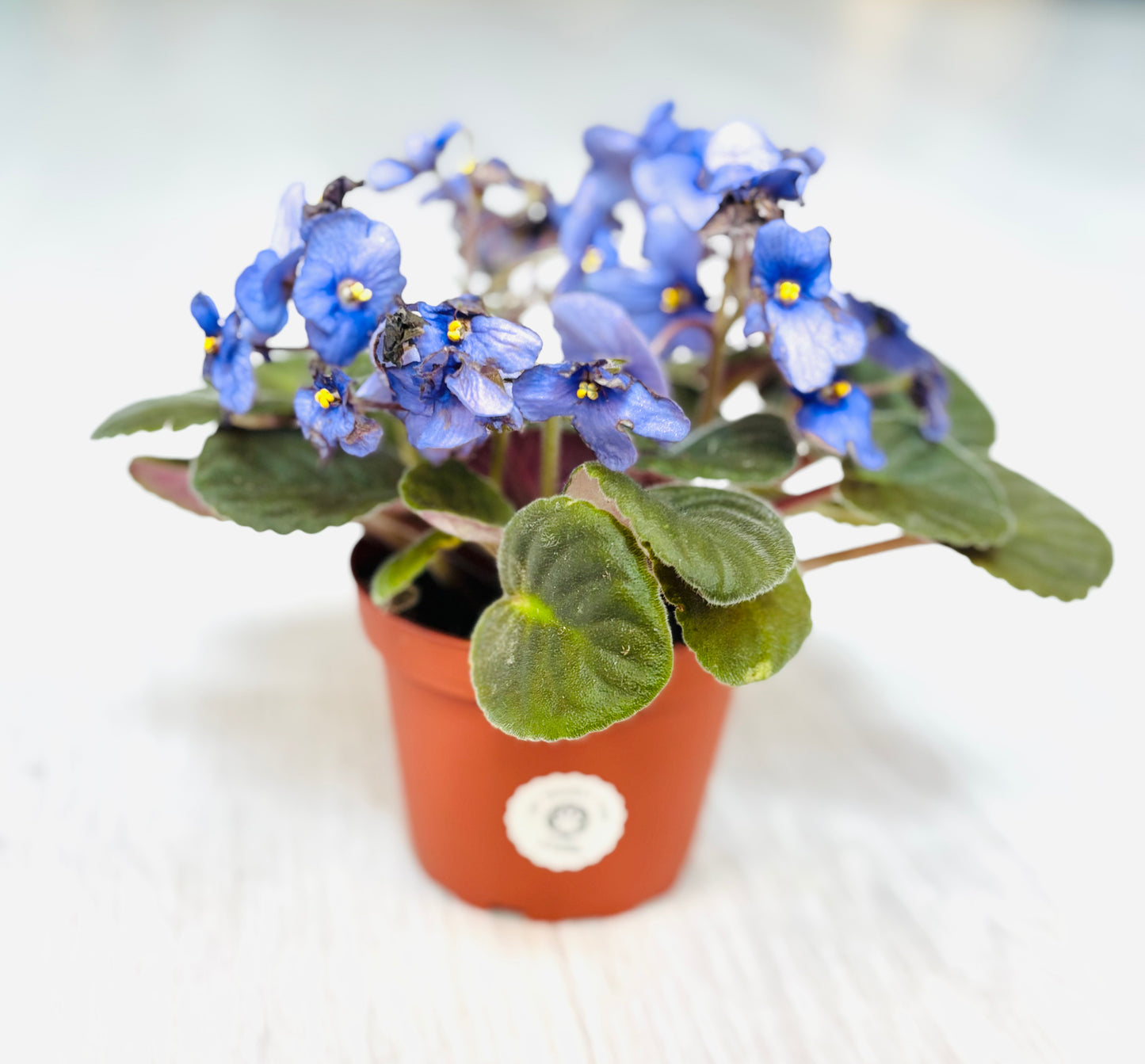African Violet