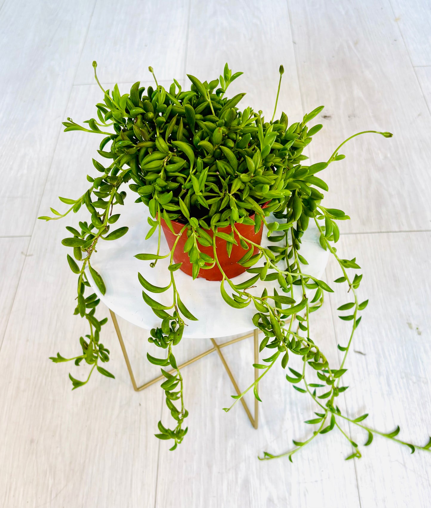 String of Bananas