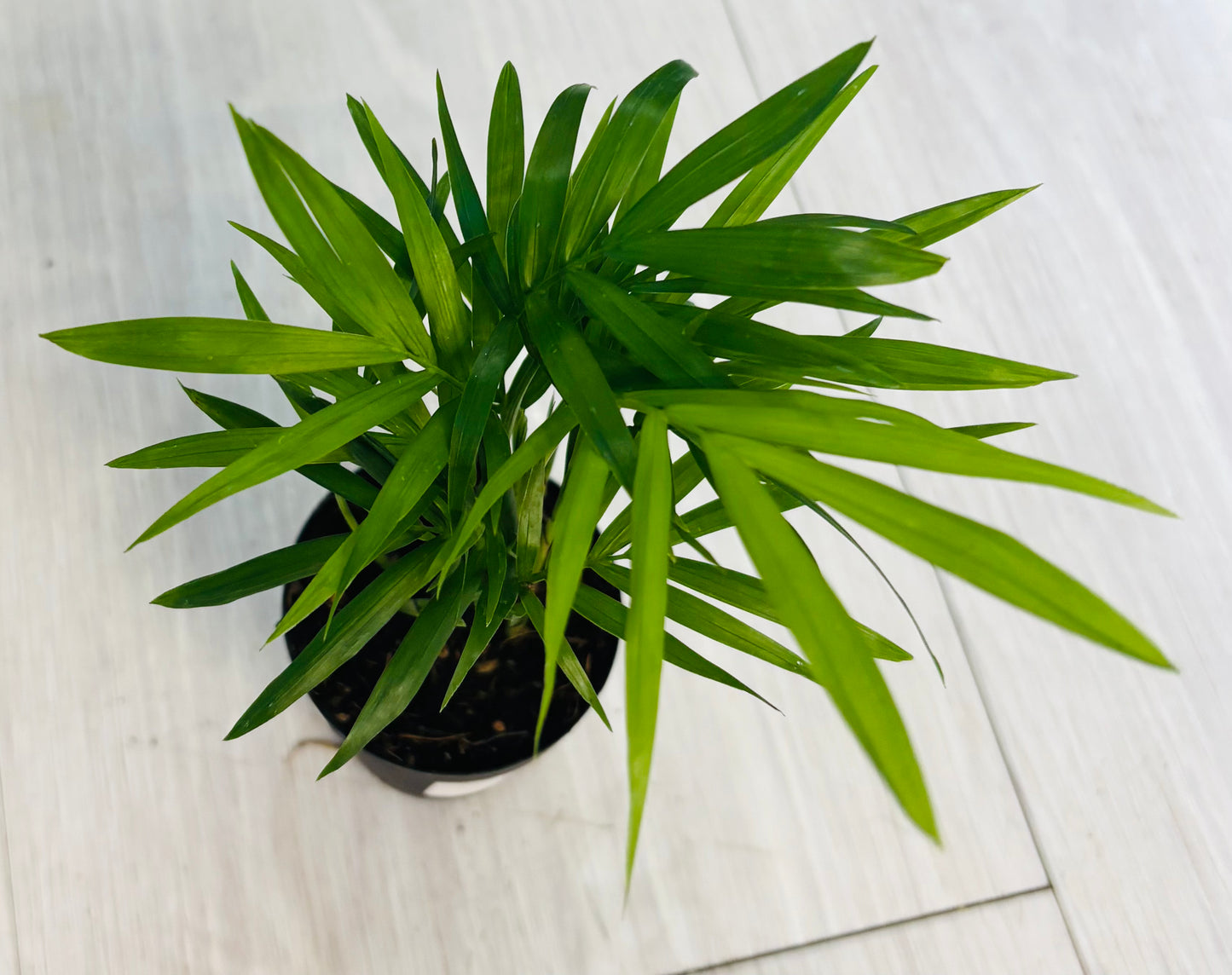 Houseplants - Assorted 2"