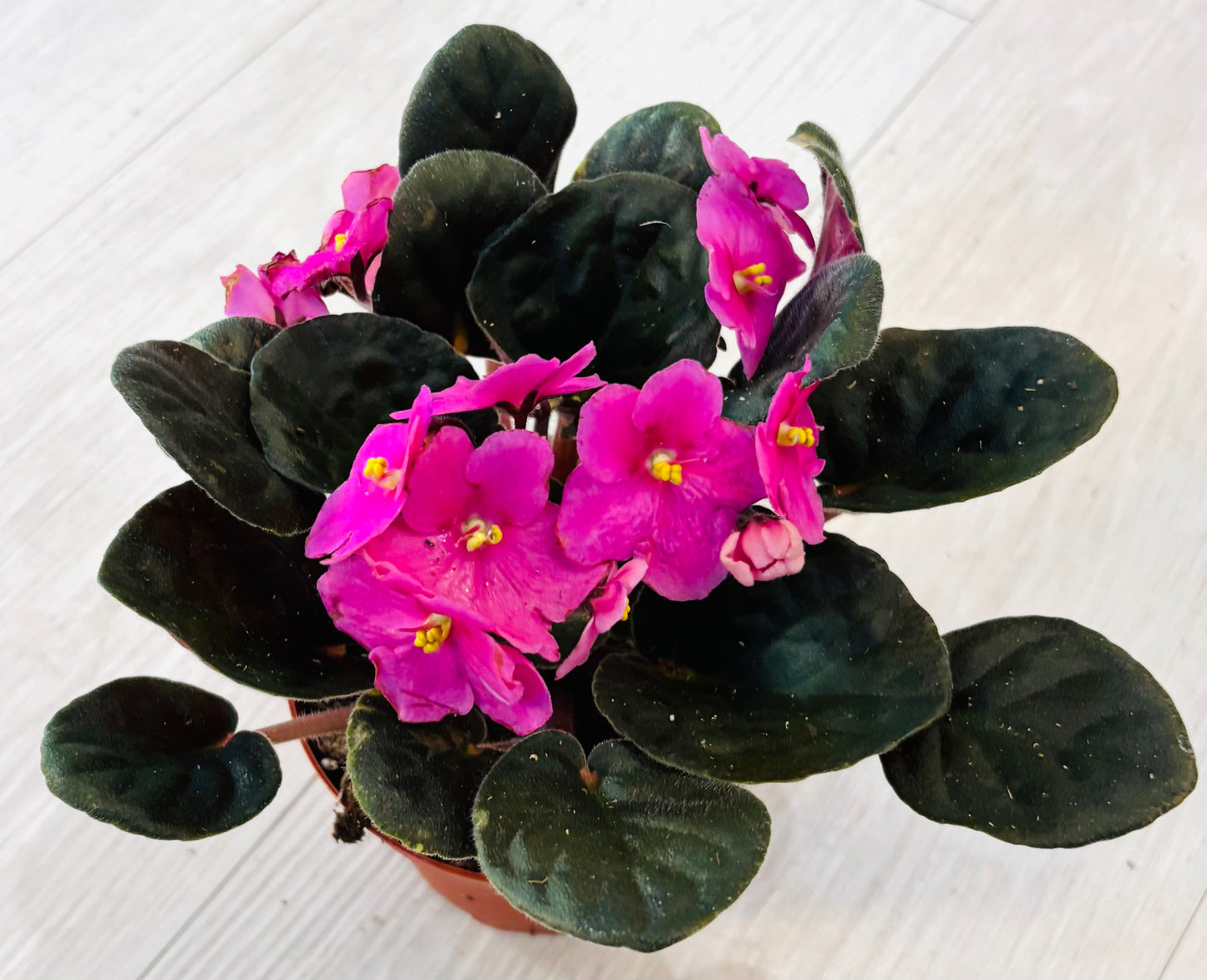 African Violet