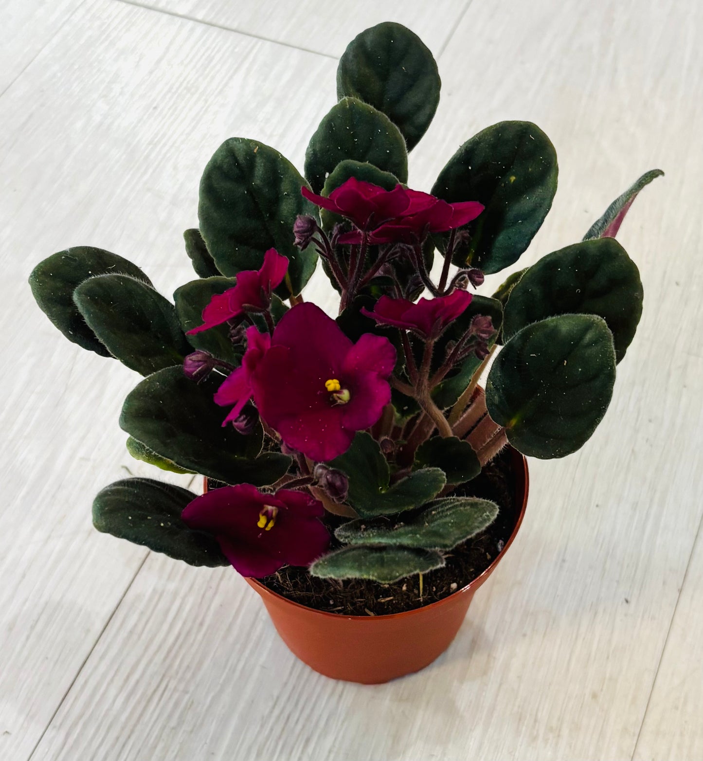 African Violet