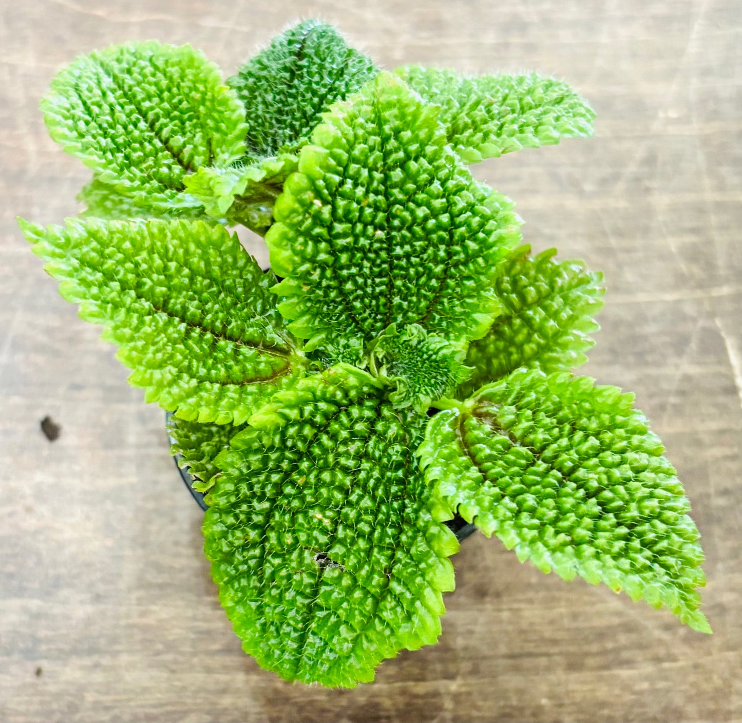 Houseplants - Assorted 2"