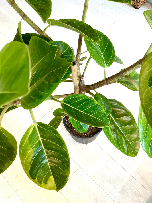 Variegated Rubber Plant