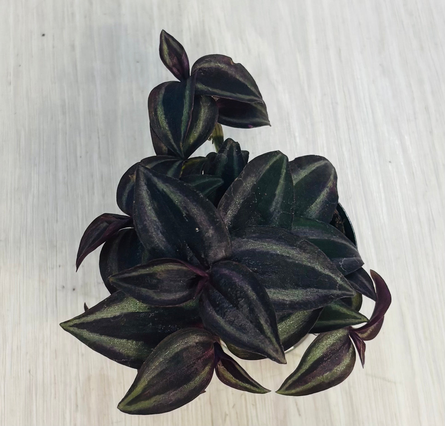 Houseplants - Assorted 2"