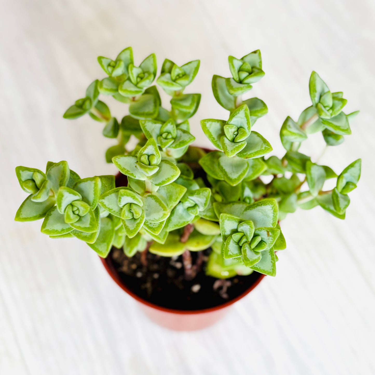 Succulents - Assorted 3"