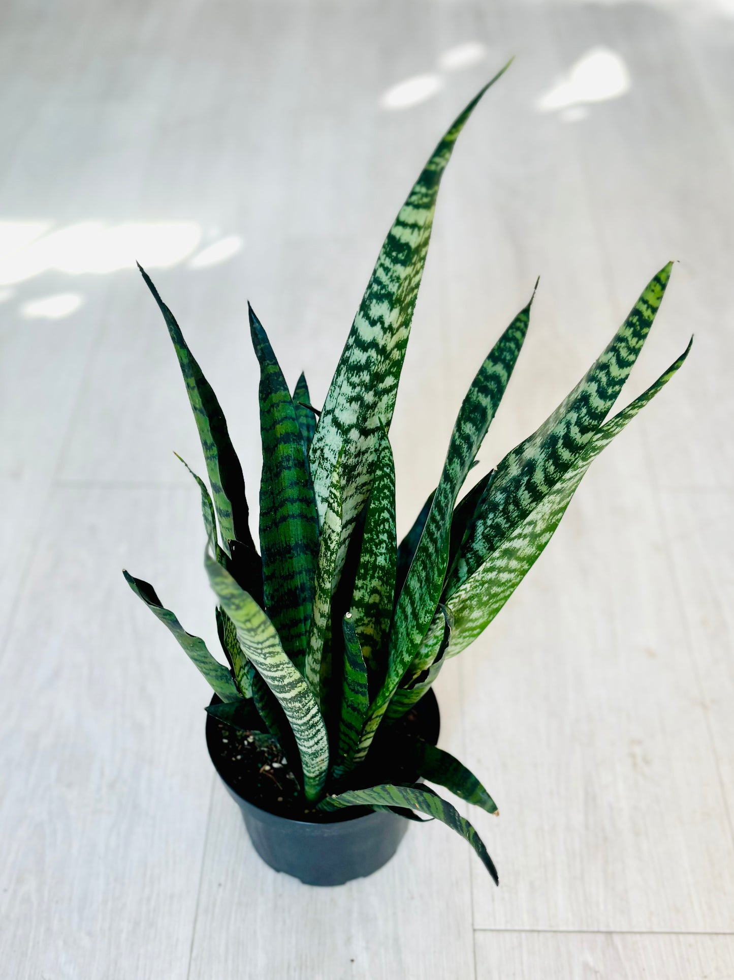 Zeylanica Snake Plant