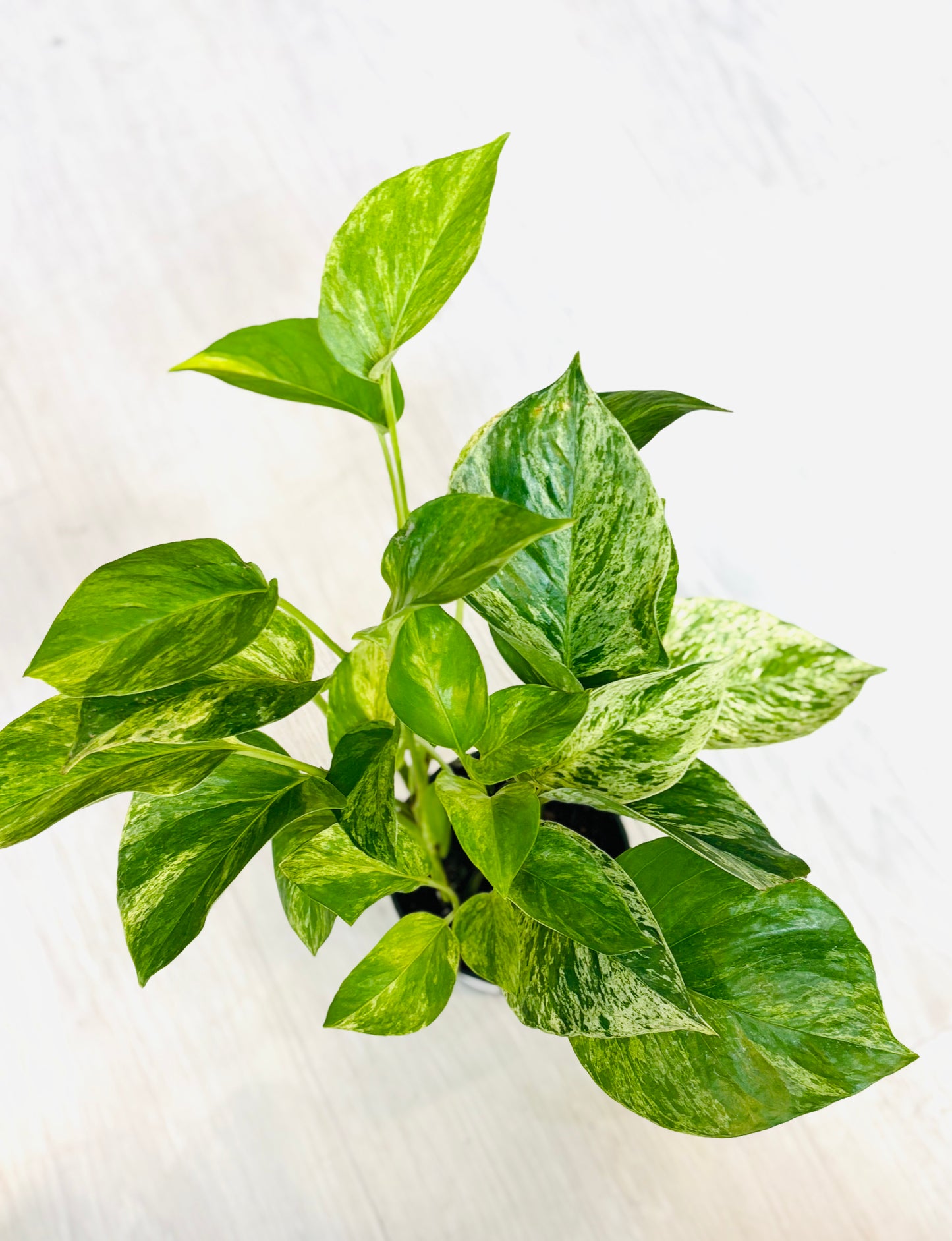Marble Queen Pothos