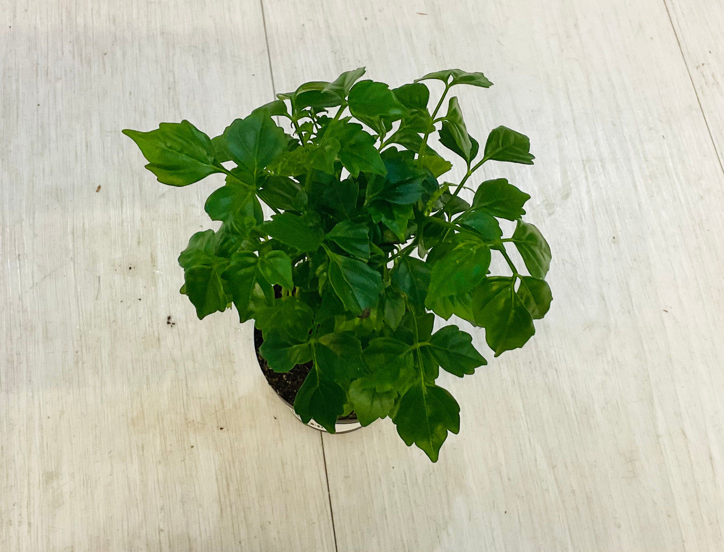 Houseplants - Assorted 2"