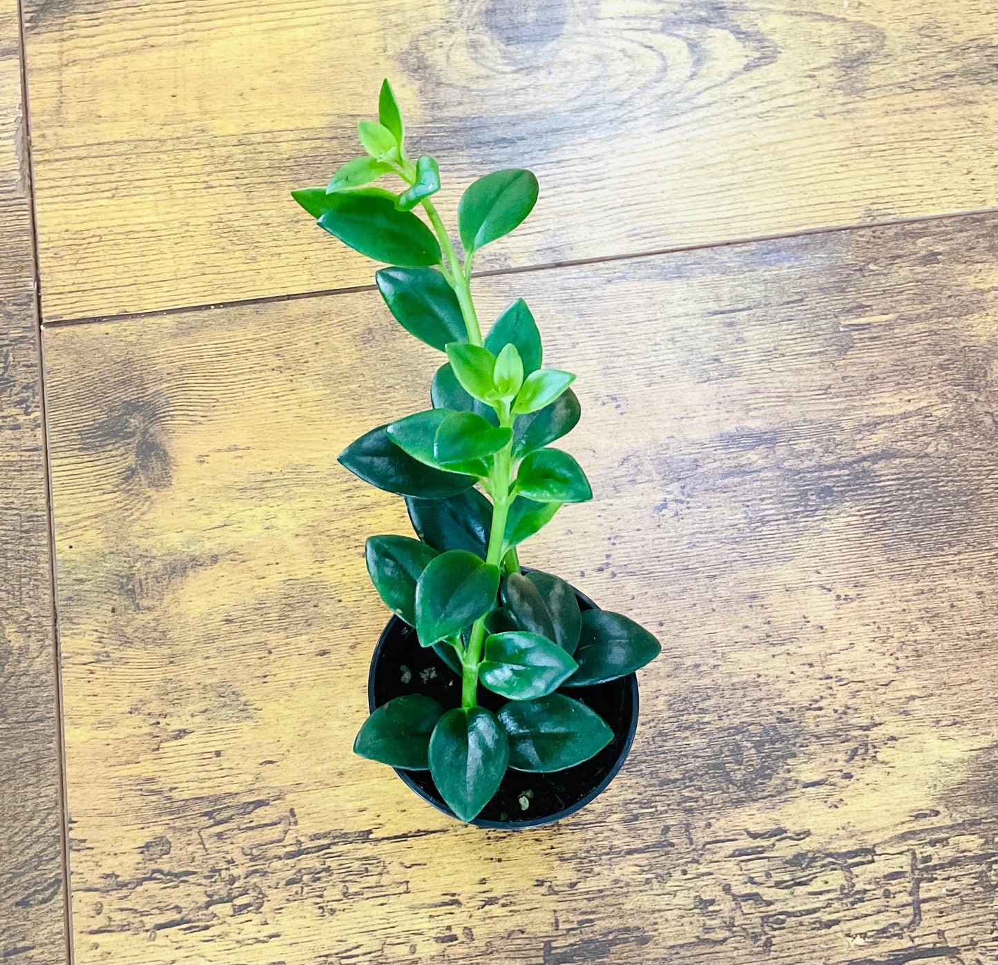 Houseplants - Assorted 2"